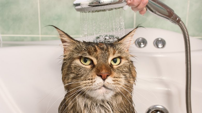 Chat, bain, eau