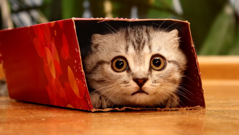 Chat dans une boîte