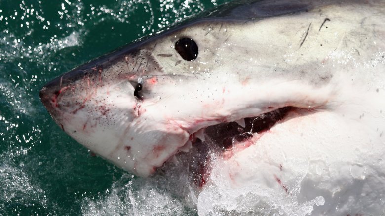 Grand requin blanc