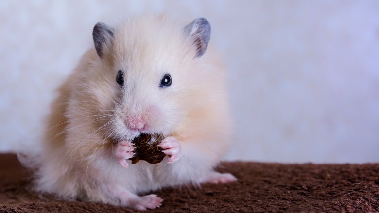Hamster mangeant ses bébés
