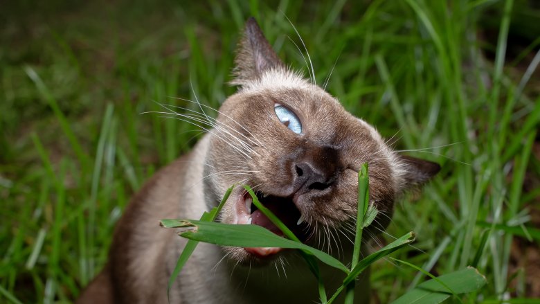Chat mangeant de l'herbe