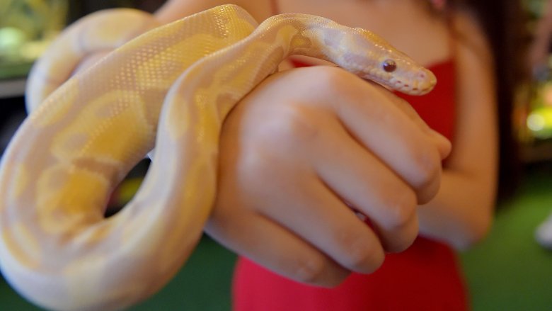 Python royal