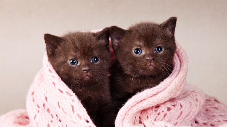 Chat, jumeaux, clone