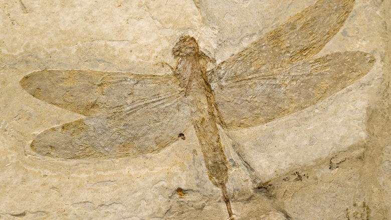 Empreinte fossile d'un insecte ailé préhistorique