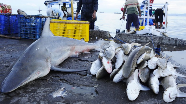 requins morts