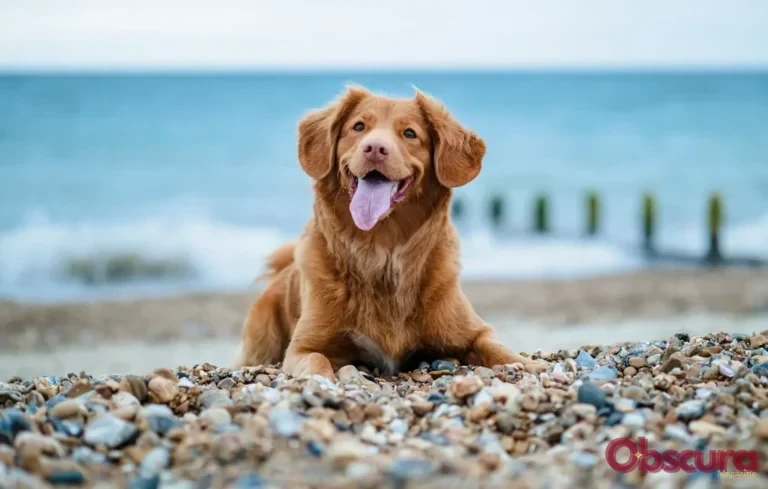 Vacances : Tout savoir sur le label Toutourisme pour voyager avec son chien