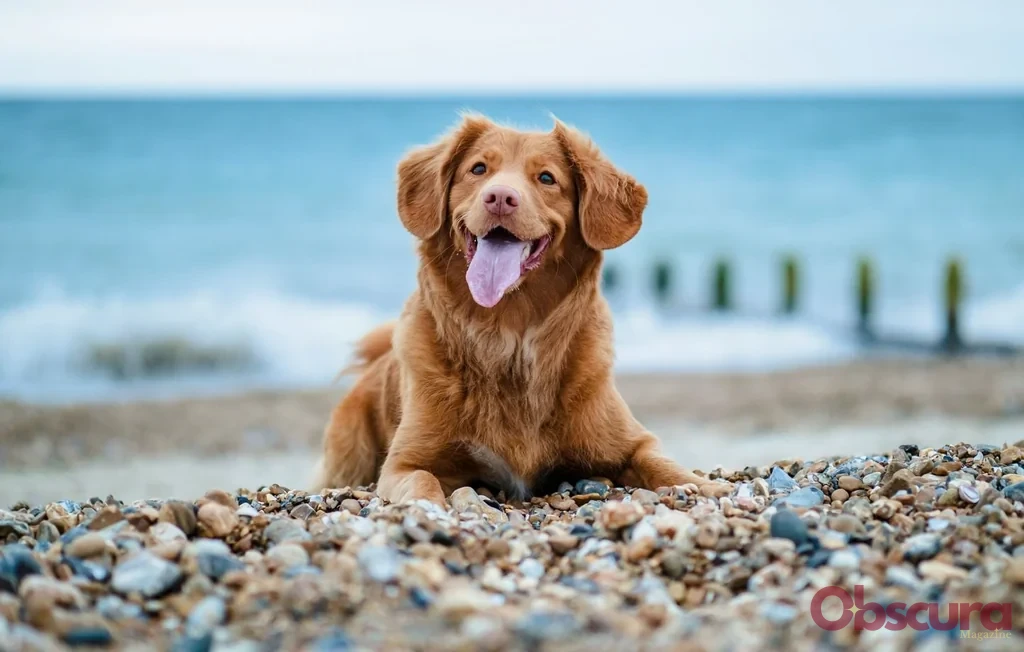 Vacances : Tout savoir sur le label Toutourisme pour voyager avec son chien