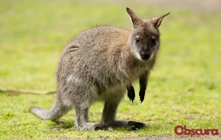 Landes : un gérant de parc animalier jugé pour avoir noyé un wallaby