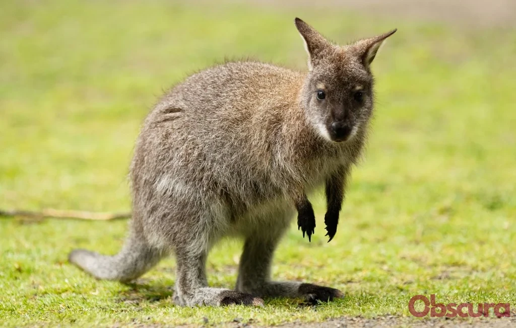 Landes : un gérant de parc animalier jugé pour avoir noyé un wallaby