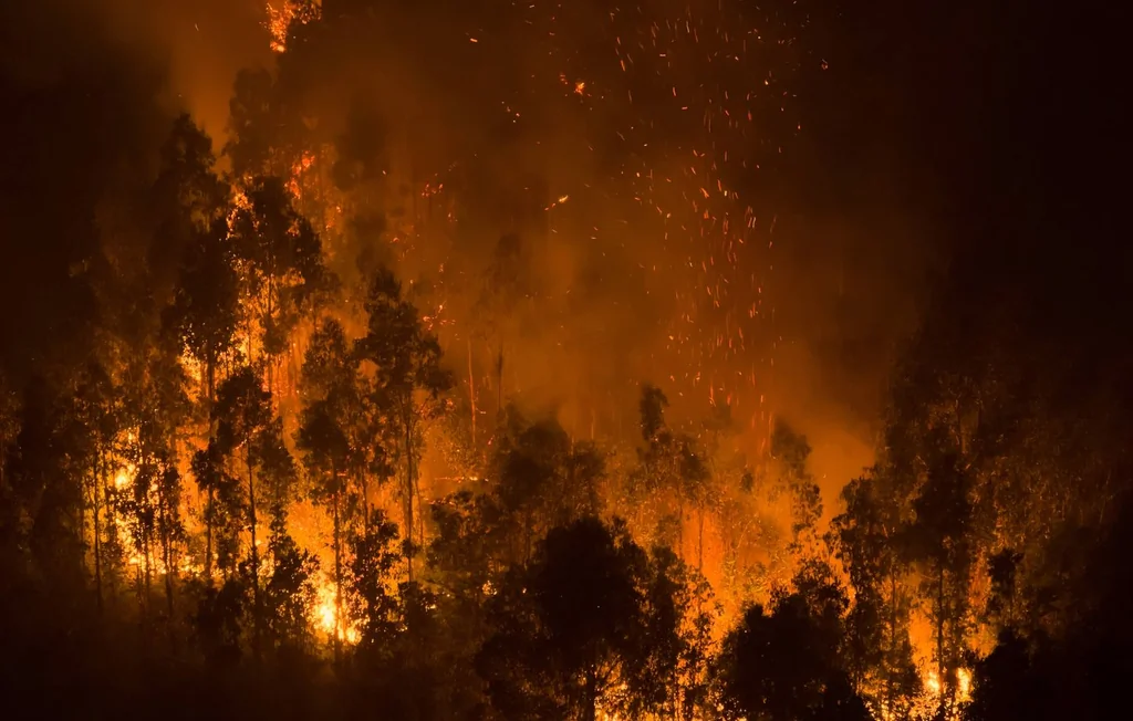 Lozère : 110 hectares de forêt brûlés à Altier, le feu circonscrit