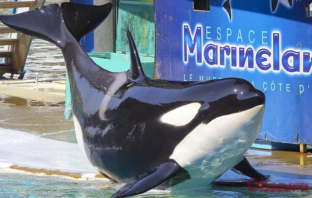 Marineland d'Antibes : transfert imminent des orques vers l'Espagne