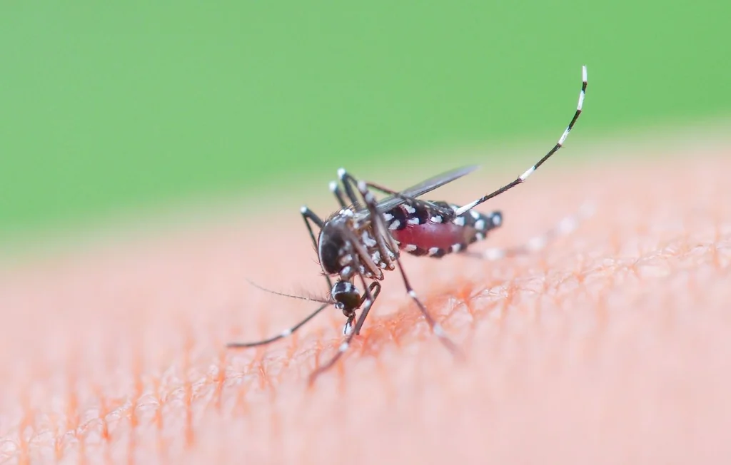 Moustiques : pourquoi les piqûres sont-elles plus précoces ?