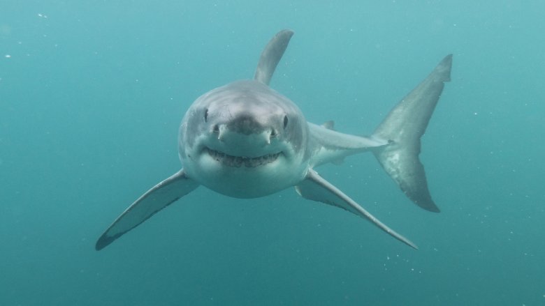 grand requin blanc