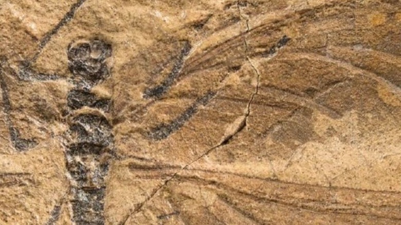Spécimen fossile de Bojophlebia prokopi
