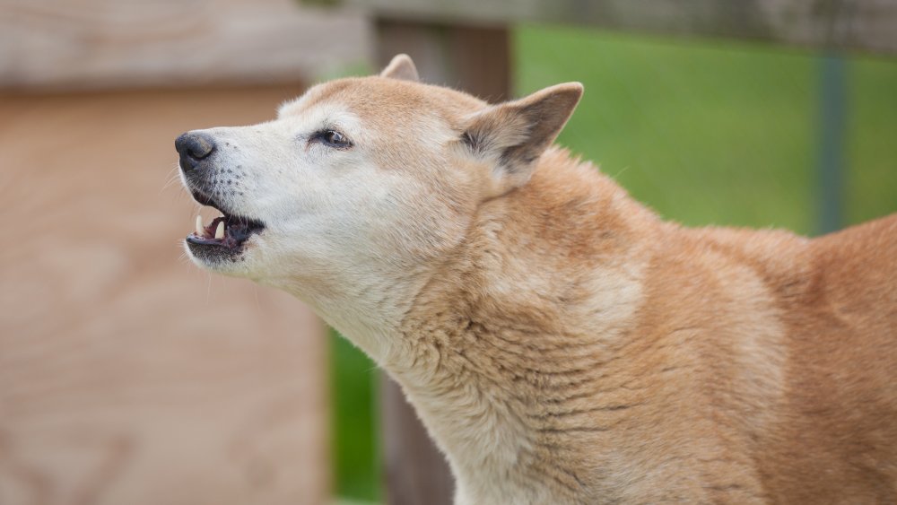 Races de chiens rares