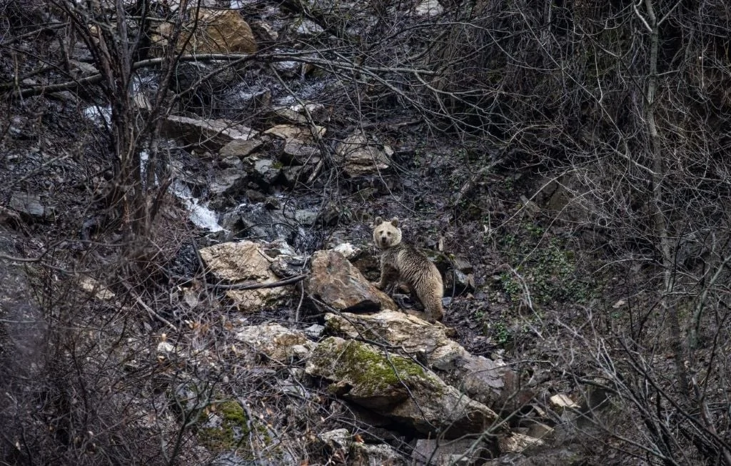Un ours brun aperçu sur les pistes de ski de Guzet en Ariège