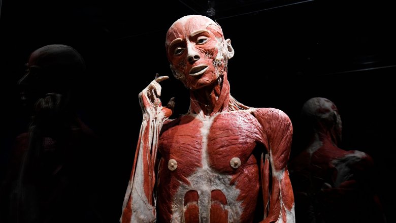 Plastination