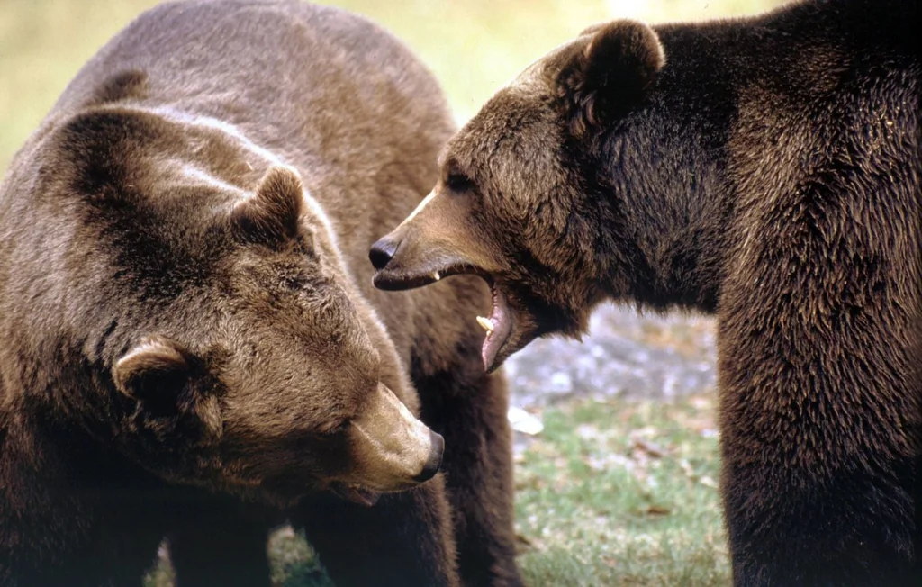 Pologne : une femme de 58 ans tuée par un ours devant son fils