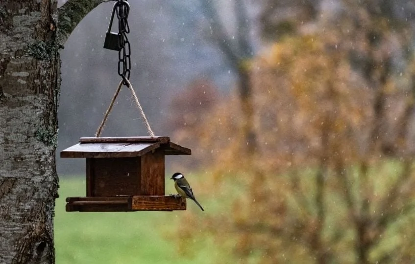 Pourquoi arrêter de nourrir les oiseaux dès l'arrivée du printemps ?
