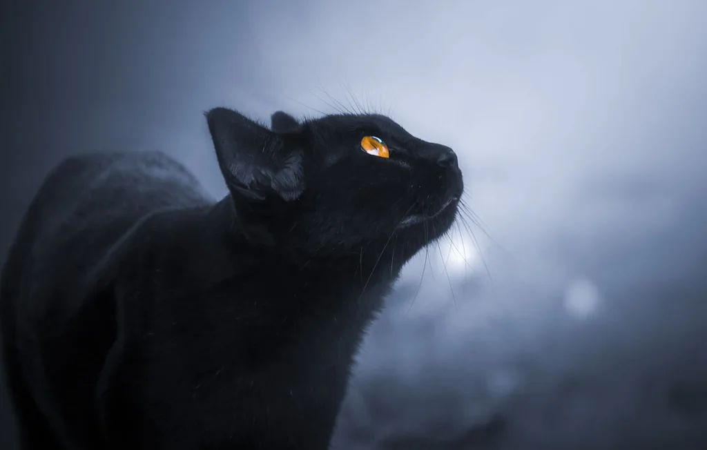 Pourquoi les chats voient-ils si bien dans le noir ?