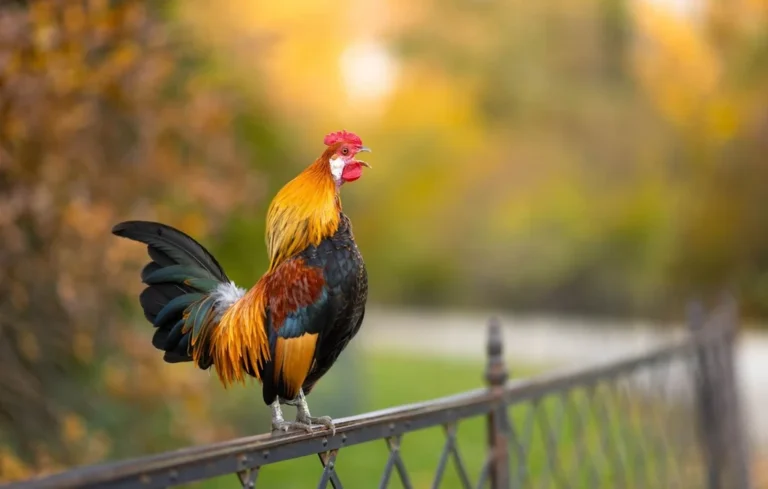 Pourquoi le coq chante-t-il ? Le secret de son horloge interne