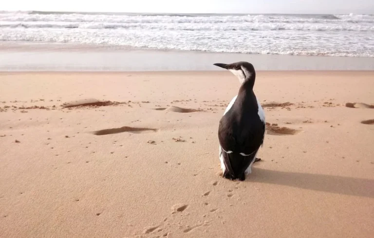 Oiseaux marins : l&rsquo;État français poursuivi pour manque de protection