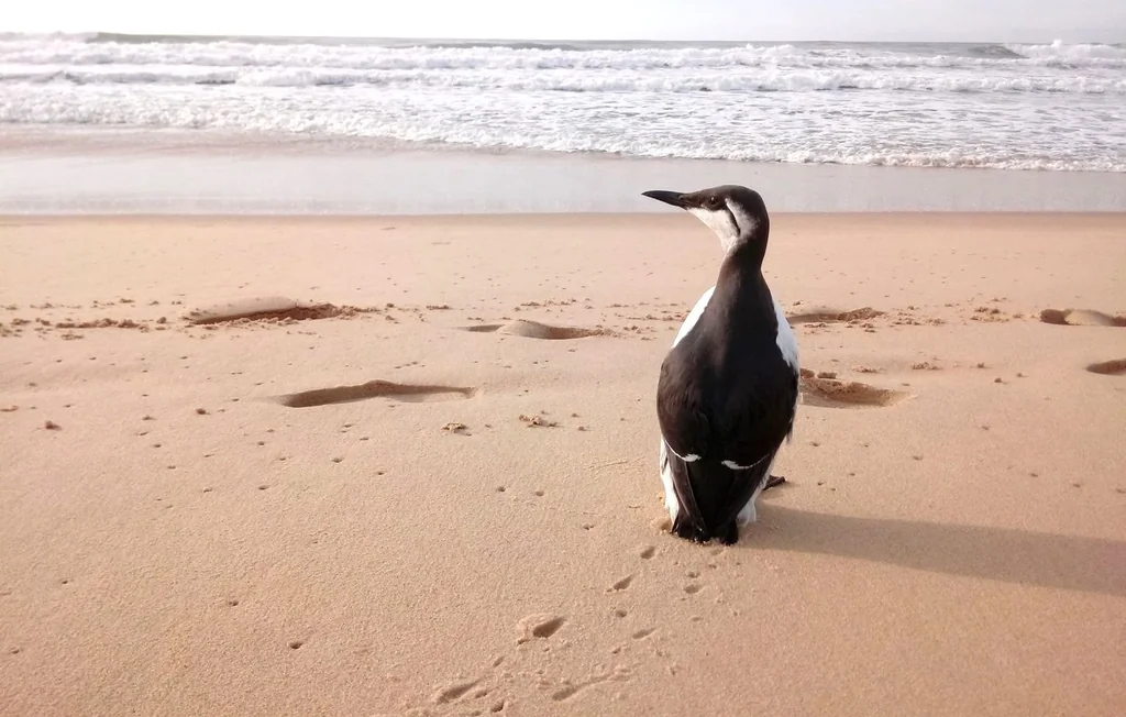 Oiseaux marins : l'État français poursuivi pour manque de protection