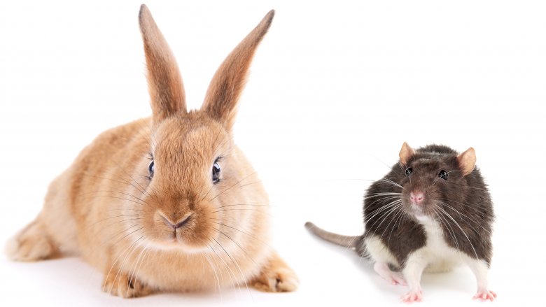 Lapin et rat