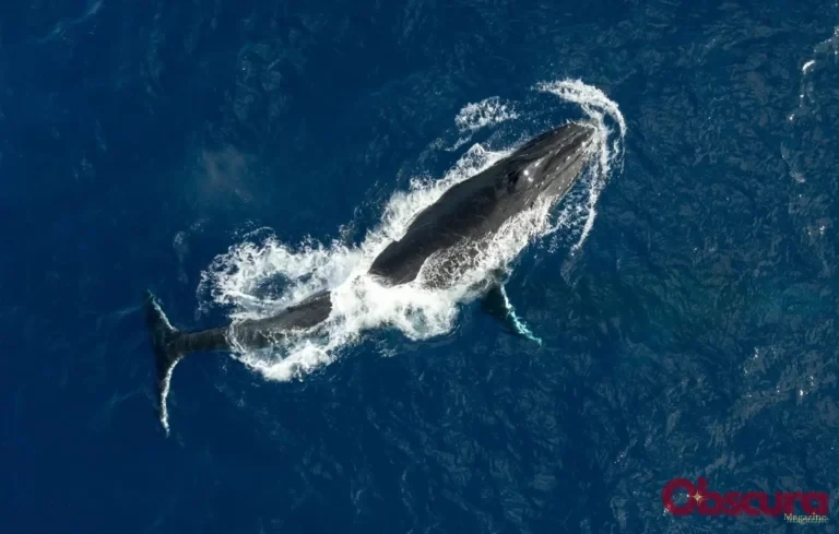 Record : deux baleines parcourent 15 000 km entre l&rsquo;Australie et le Brésil