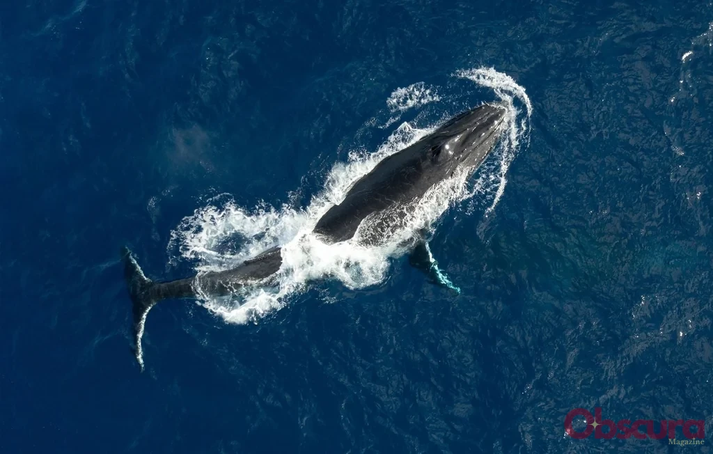 Record : deux baleines parcourent 15 000 km entre l'Australie et le Brésil