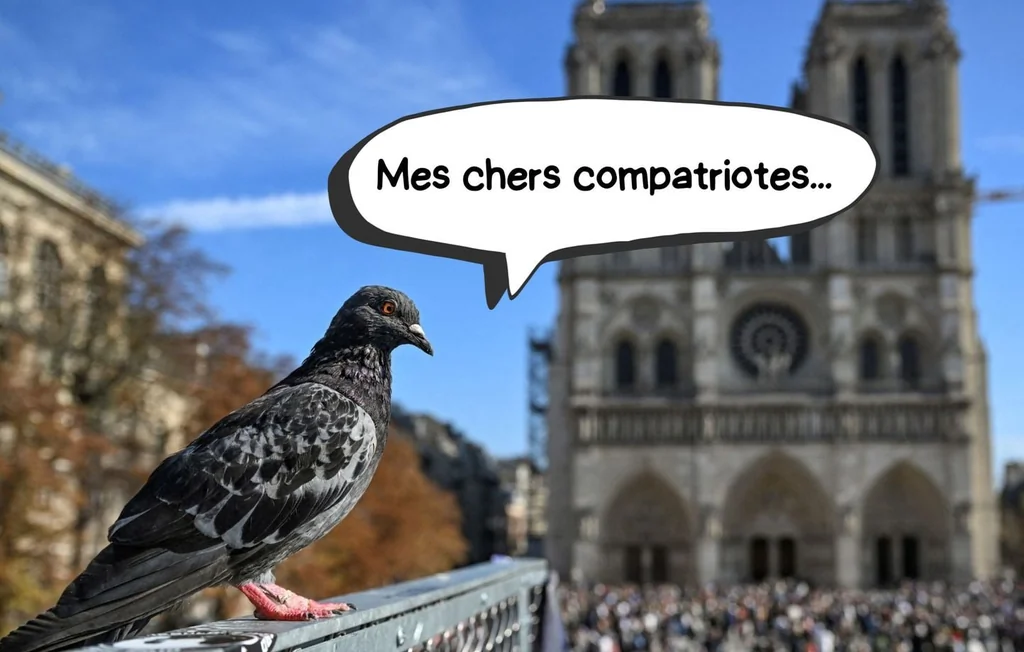 Rennes : des « pigeons influenceurs » pour réguler la population