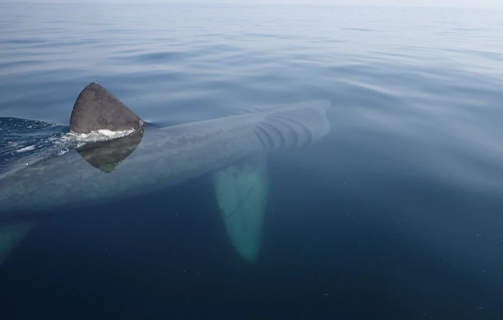 Requin-pèlerin : l'appel aux plaisanciers pour aider la science
