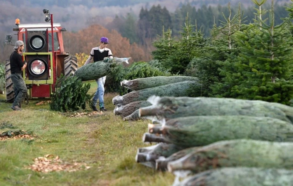 Le sapin de Noël du Morvan obtient officiellement le label IGP