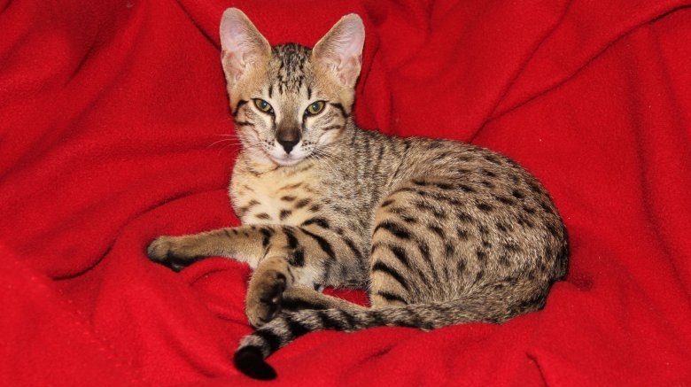 Chat Savannah