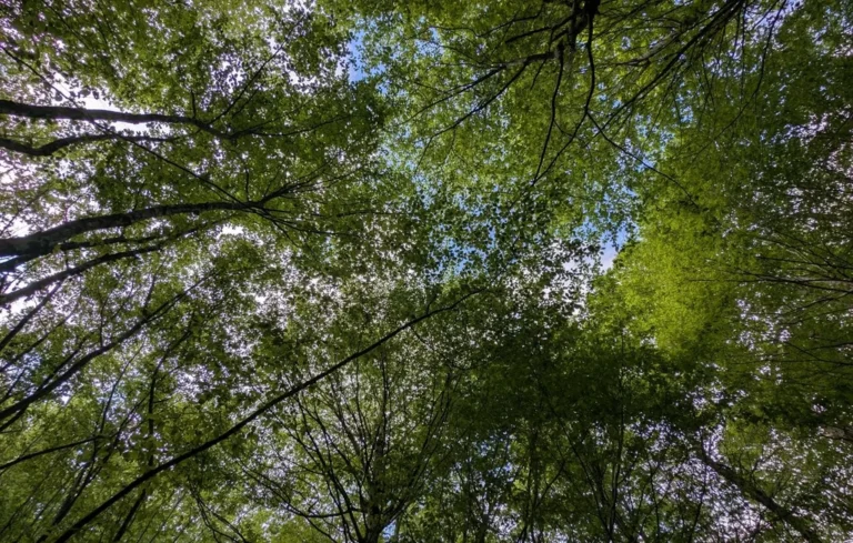 Sondage : 61 % des Français privilégient l&rsquo;économie à l&rsquo;écologie