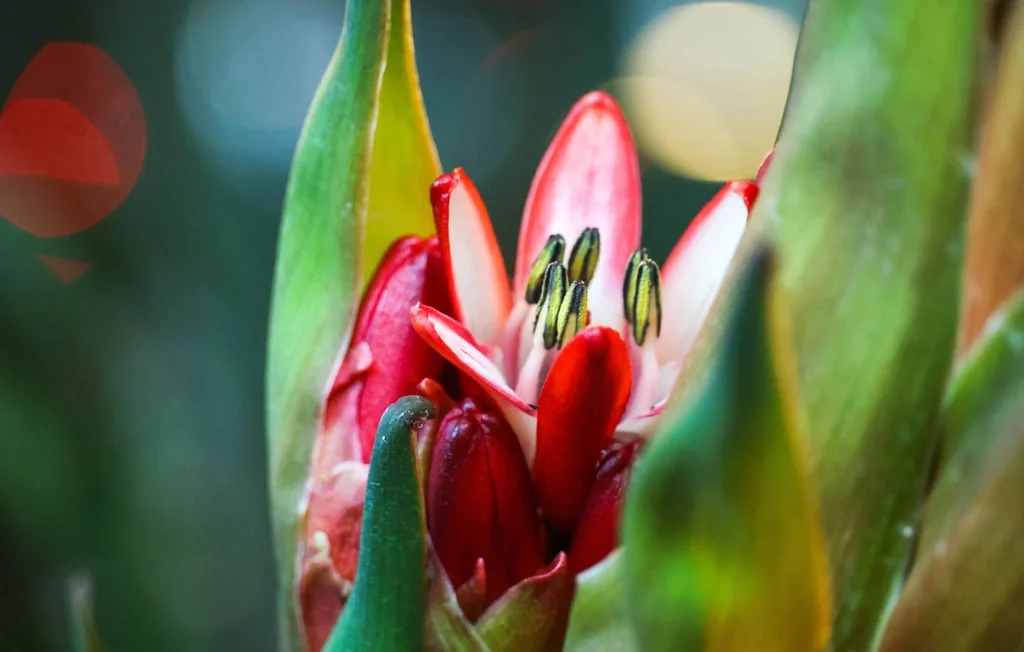 Suisse : une plante fleurit après 43 ans et va mourir