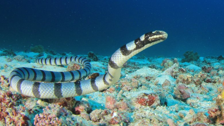Krait de mer annelé