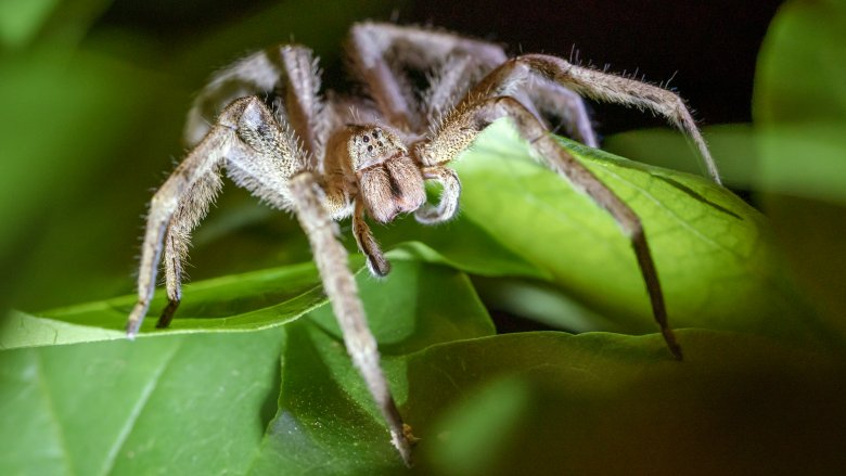 Brazilian wandering spider