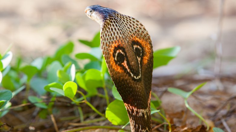 Cobra royal