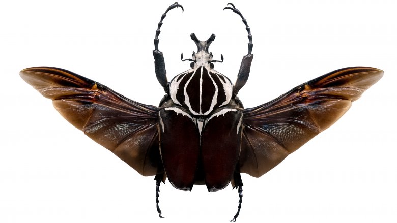 Goliath Beetle, Largest Insect