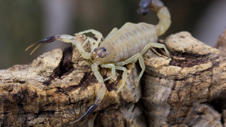 Scorpion tunisien à queue grasse
