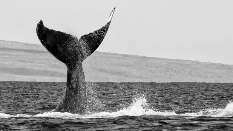 Queue de baleine géante