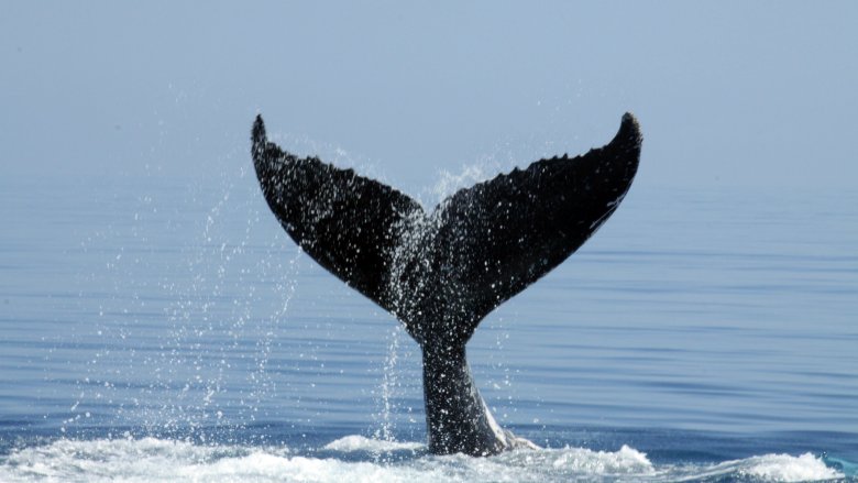 Baleine