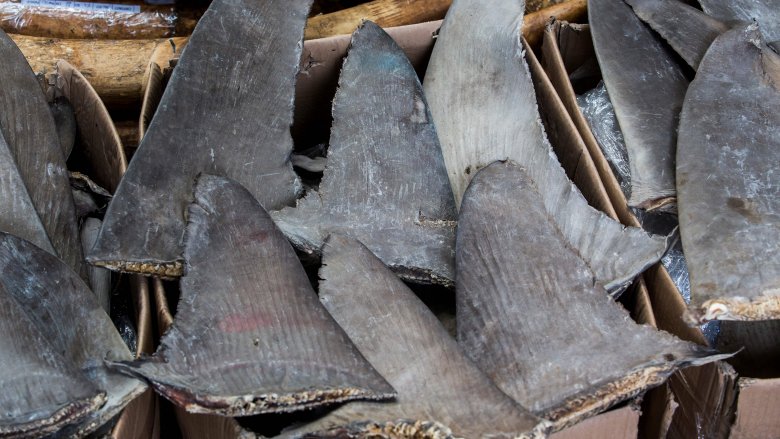 pêche aux requins et soupe d'ailerons