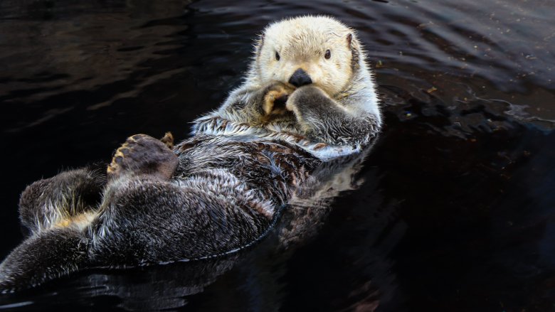Loutre de mer