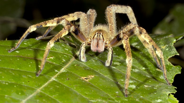Araignée errante brésilienne