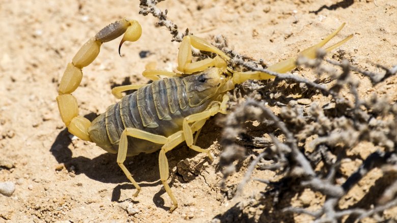Scorpion deathstalker