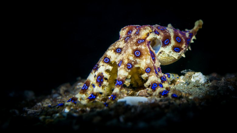 Pieuvre à anneaux bleus