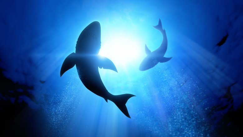 requins nageant