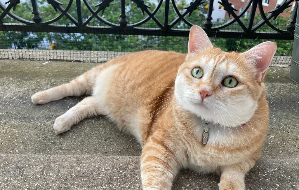 Japon : un traitement contre l'insuffisance rénale du chat en vue